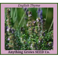 Herb - Thyme - Organic